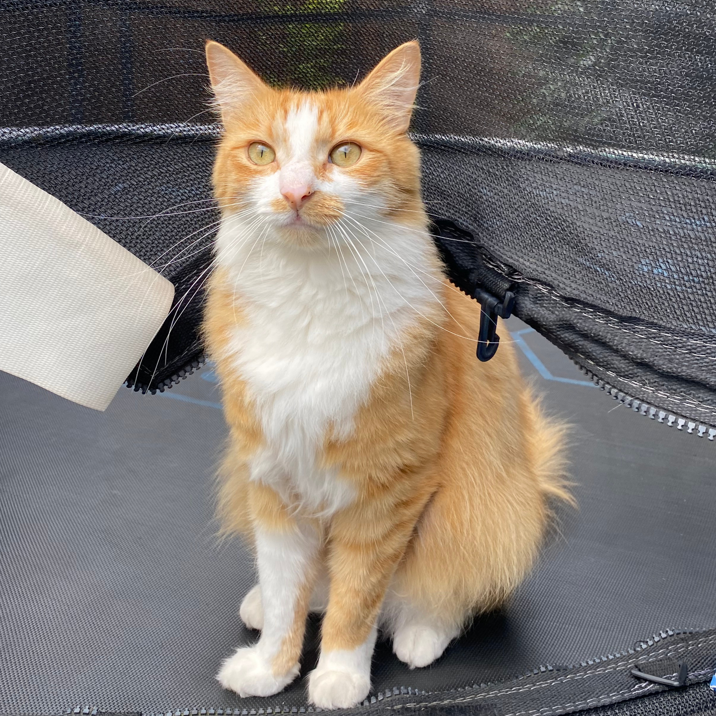 photo of a ginger cat